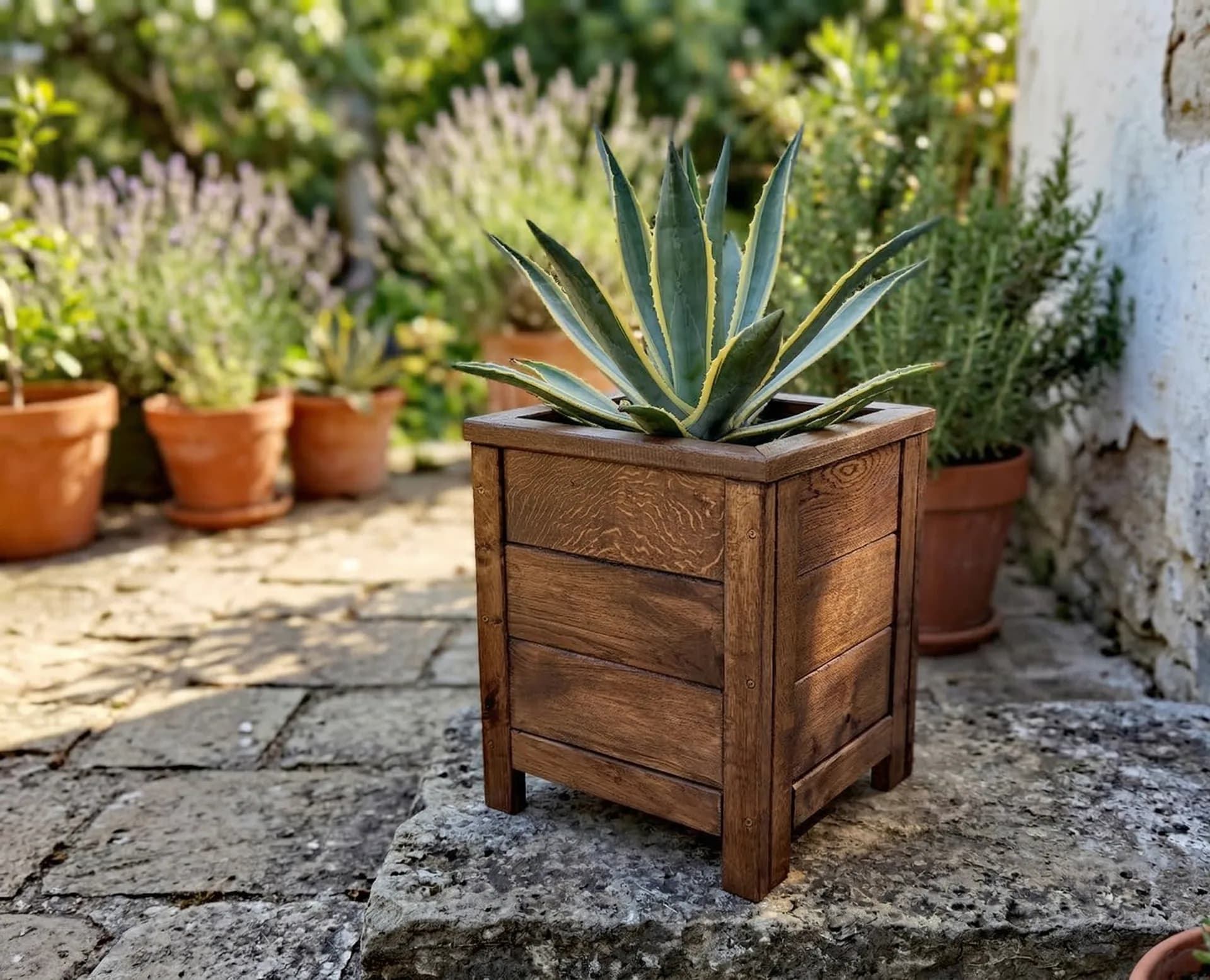 Ghiveci Stejar Ania - imagine 2